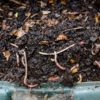 Ako kompostovať v záhradnom kompostéri pomocou dážďoviek – základné informácie.
