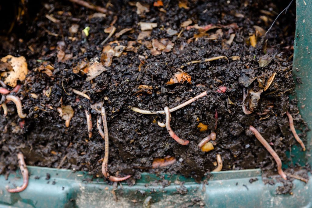 vermikompostovanie v záhradnom kompostéri