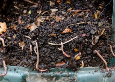 Ako kompostovať v záhradnom kompostéri pomocou dážďoviek - základné informácie.